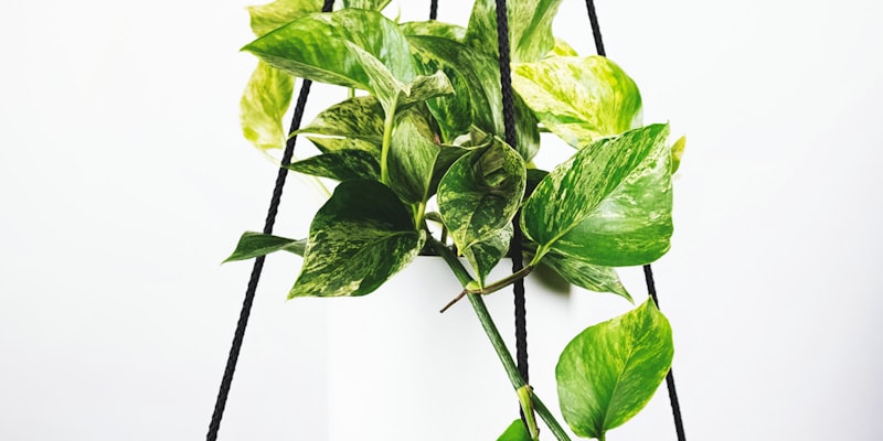 皇家马德里足球俱乐部白色队徽